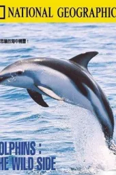 狂野的海豚