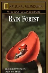 雨林