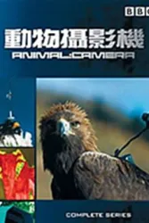 动物摄影机（电视剧）[2004]