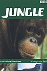 丛林探险（电视剧）[2003]