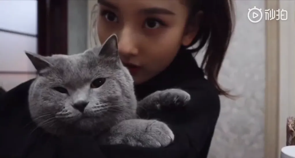 “猫奴少女”宋祖儿日常Vlog上演与“猫主子”的“相爱相杀” 3.png