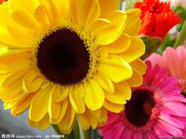 Sunflower; heronsbill