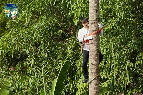 在新一期节目中，彭昱畅为了减轻大家的农活负担再次挑战爬椰子树摘椰子.jpg