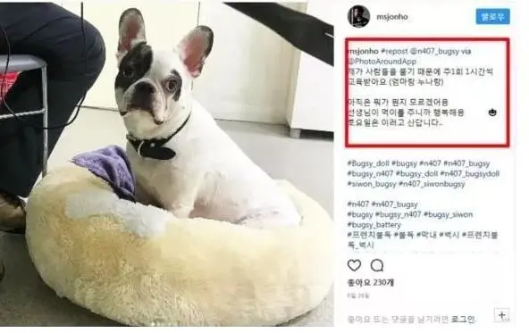  Choi Si-won 爱犬