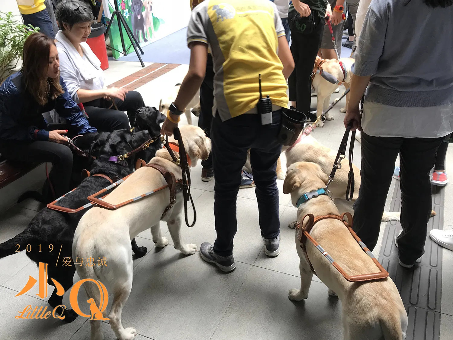 Half of guide dogs in Hong Kong gather. JPG