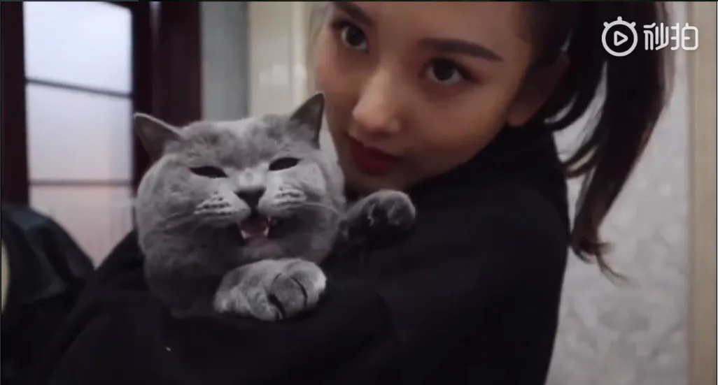 “猫奴少女”宋祖儿日常Vlog上演与“猫主子”的“相爱相杀” 2.png