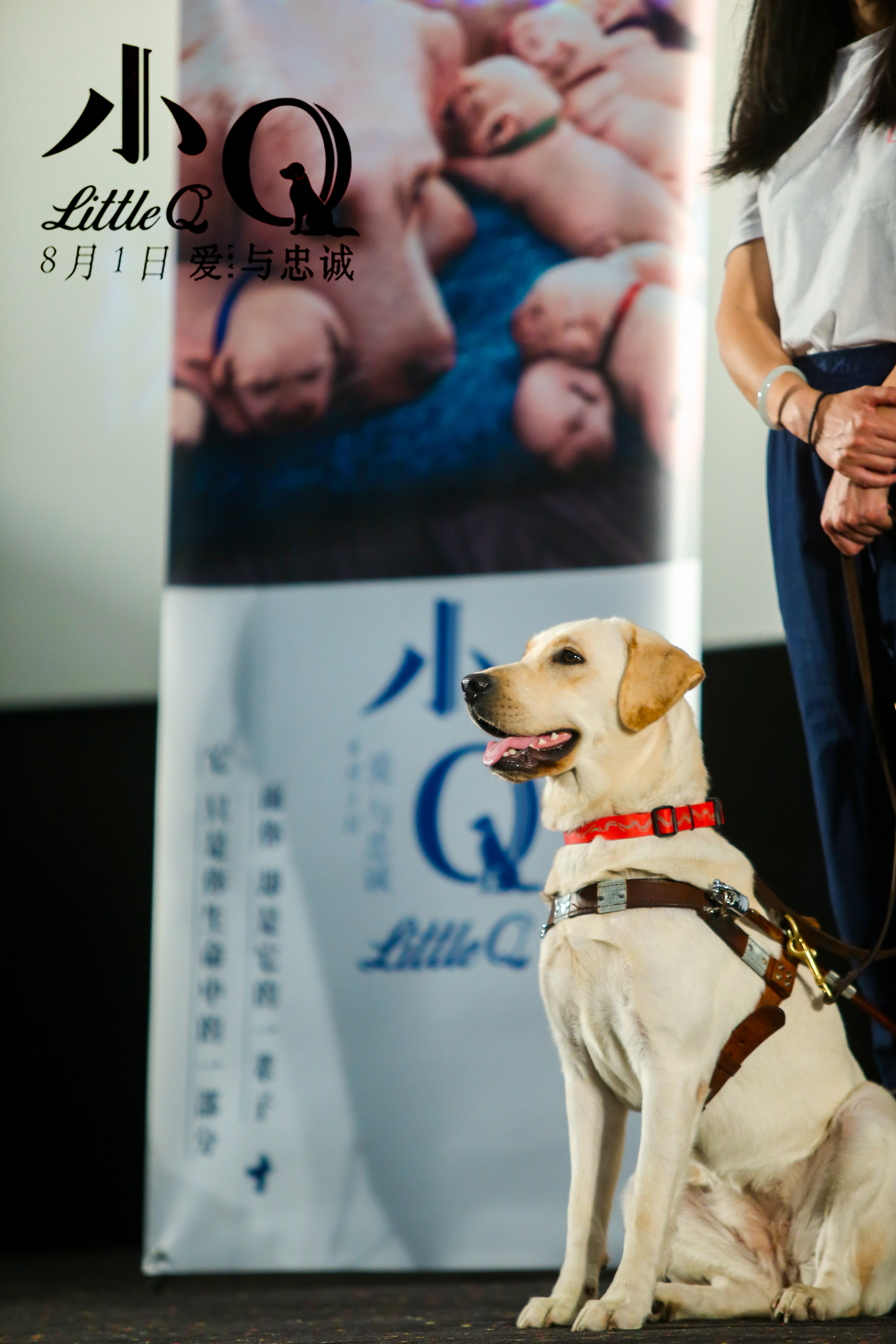 电影《小Q》上海超前观影  催泪神犬忠诚一生感动千人