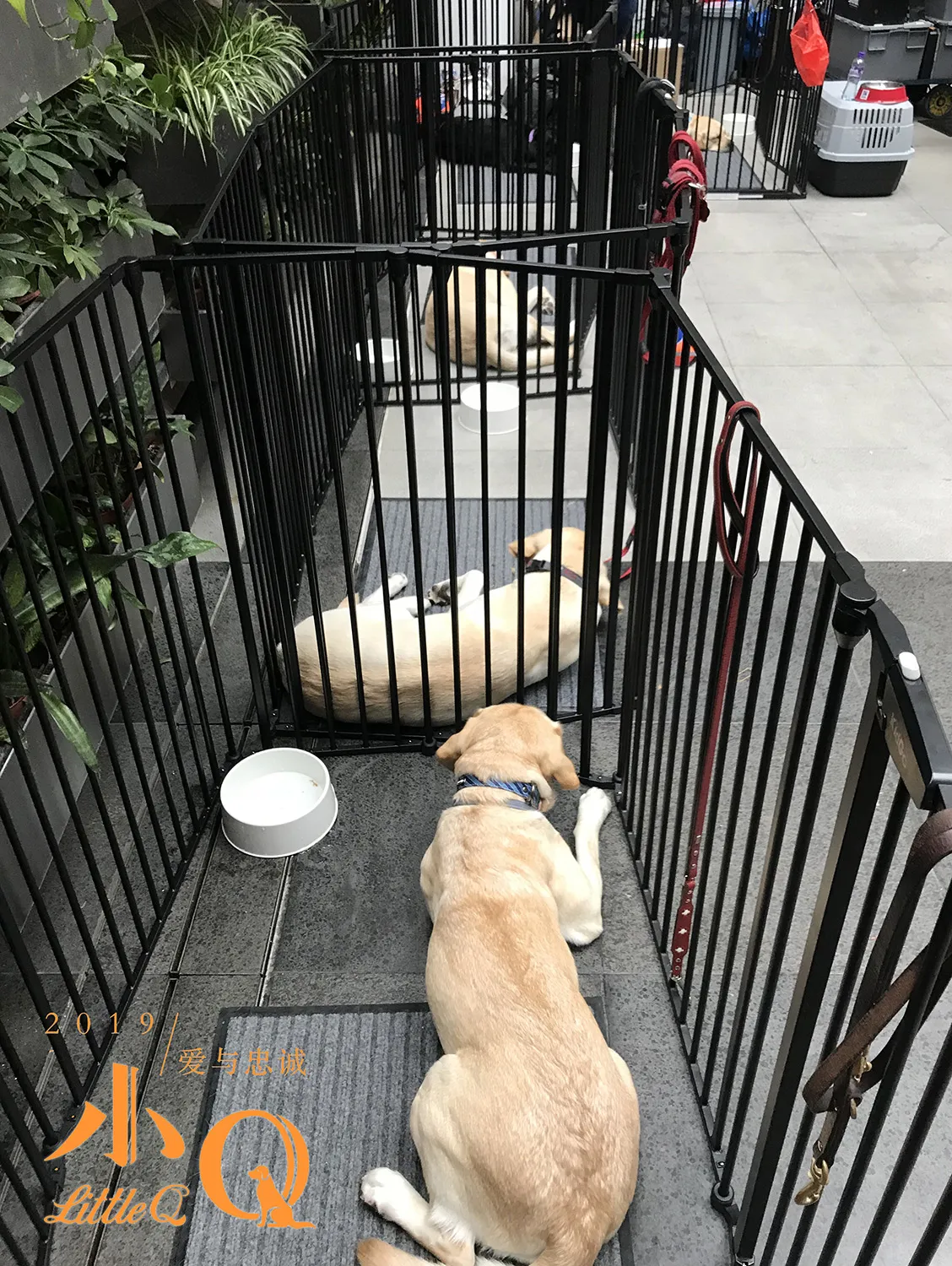 Guide dogs at rest. JPG