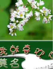 莫名我就喜欢你