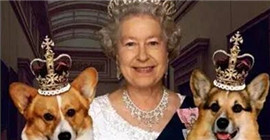 英国女王伊丽莎白二世最后一只柯基犬被安乐死