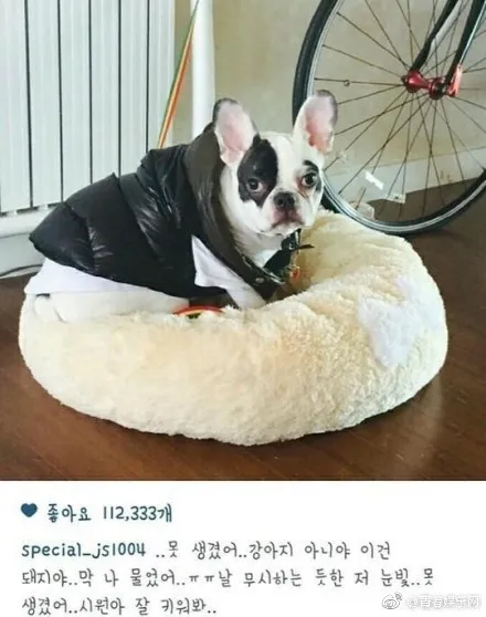  Choi Si-won 爱犬