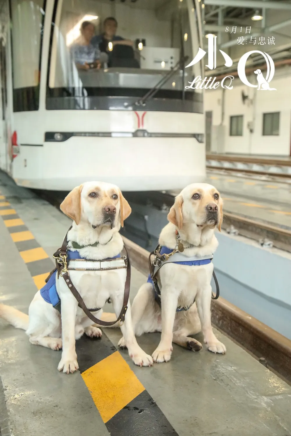 导盲犬在广州地铁.jpg